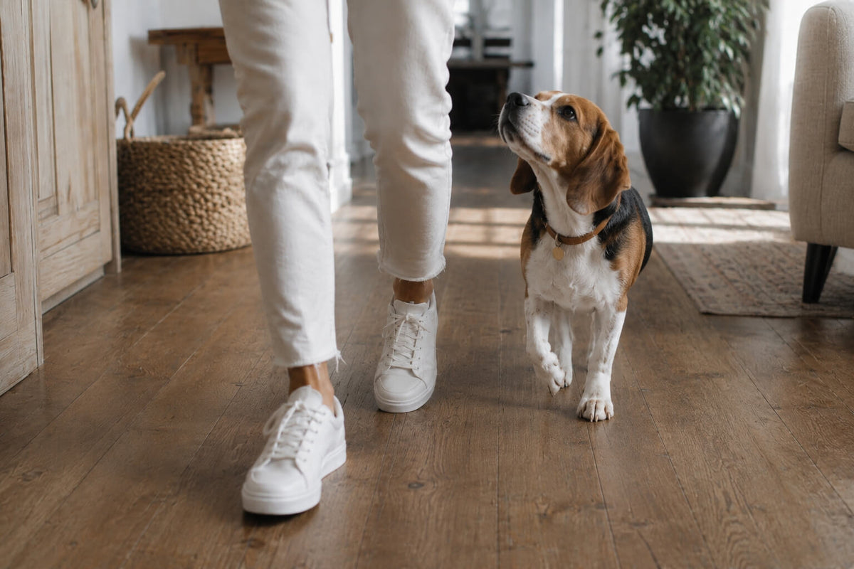 Why Does My Dog Follow Me Everywhere? 5 Reasons Explained