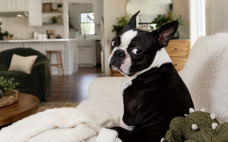 6 Things That Make Boston Terriers So Ridiculously Lovable