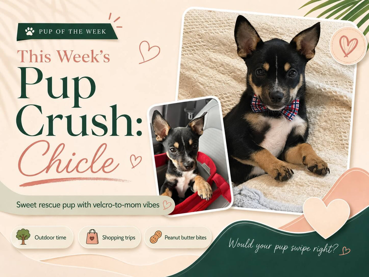 The Weekly Pup Crush: Meet Chicle, the Sweetest Velcro Pup