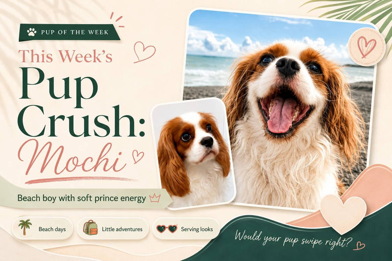 The Weekly Pup Crush: Meet Mochi, the Beach Boy With Soft Prince Energy