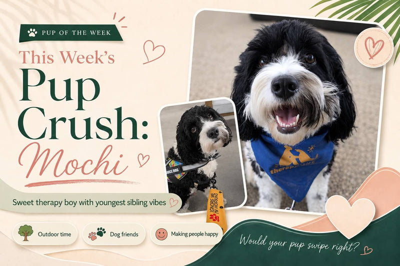 The Weekly Pup Crush: Meet Mochi, the Sweetest Therapy Boy