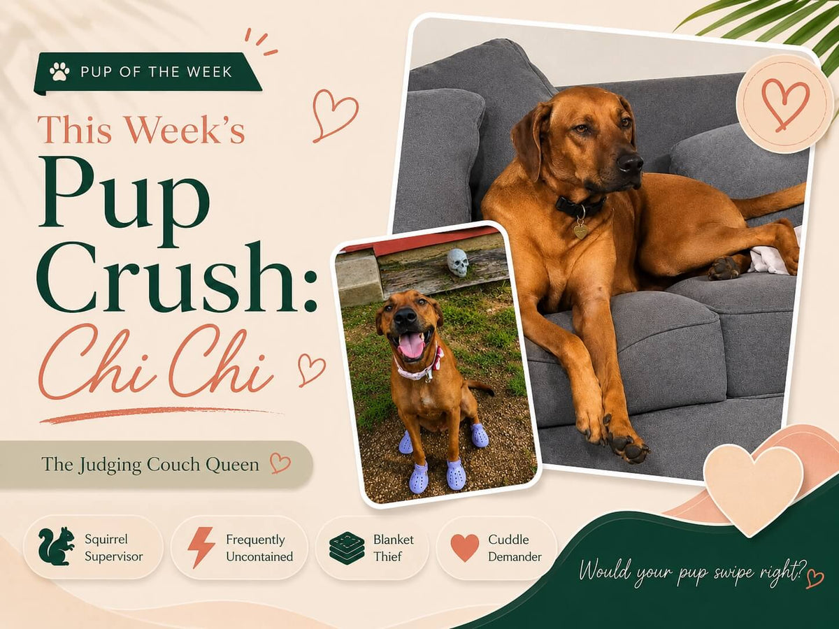 Meet Chi Chi, the Judging Couch Queen