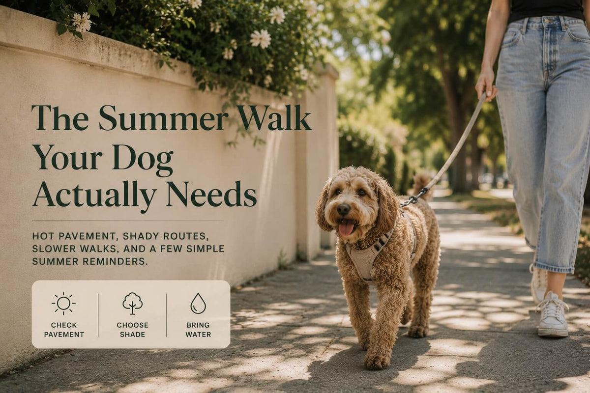 The Summer Walk Your Dog Actually Needs
