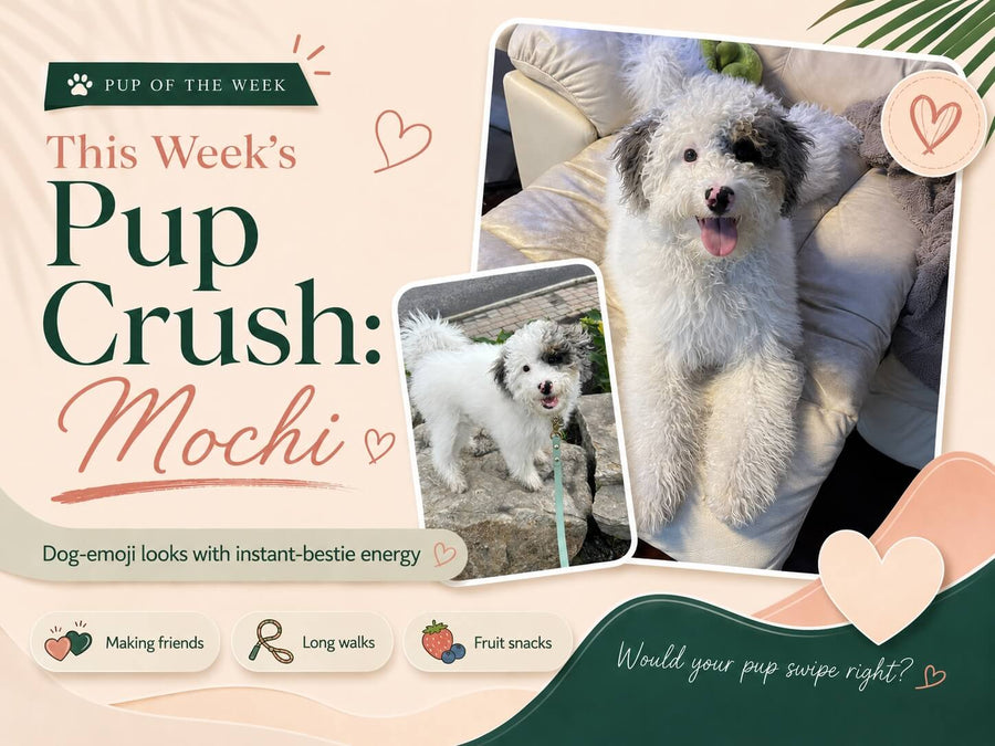 The Weekly Pup Crush: Meet Mochi, the Instant-Bestie Dog Emoji